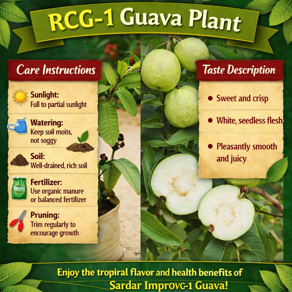 RCG-1 Guava Air Layered Healthy Fruit Plant