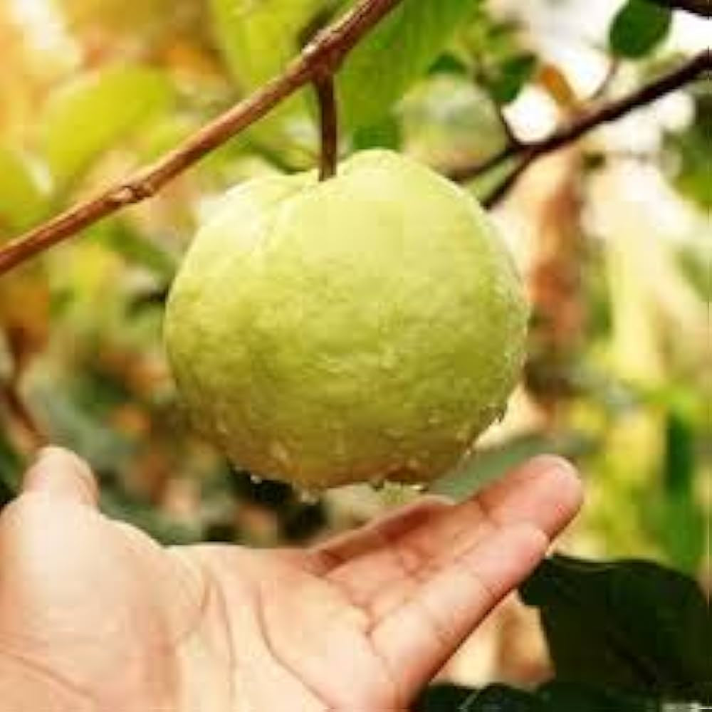 RCG-1 Guava Air Layered Healthy Fruit Plant