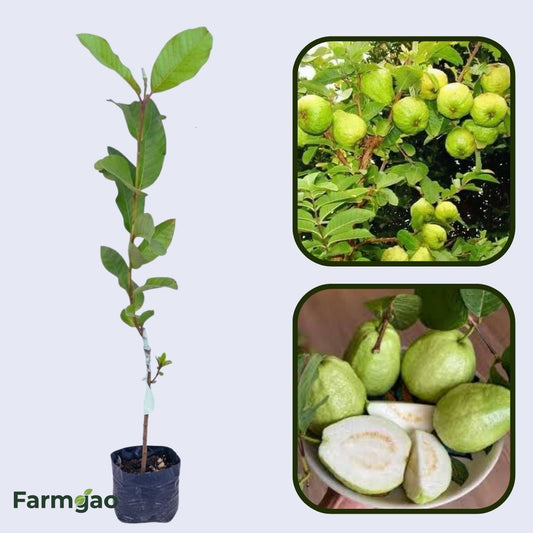 RCG-2 Guava Air Layered Healthy Fruit Plant