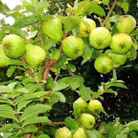 RCG-2 Guava Air Layered Healthy Fruit Plant