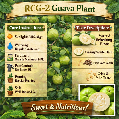 RCG-2 Guava Air Layered Healthy Fruit Plant
