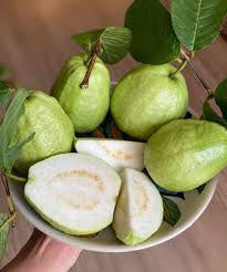 RCG-2 Guava Air Layered Healthy Fruit Plant