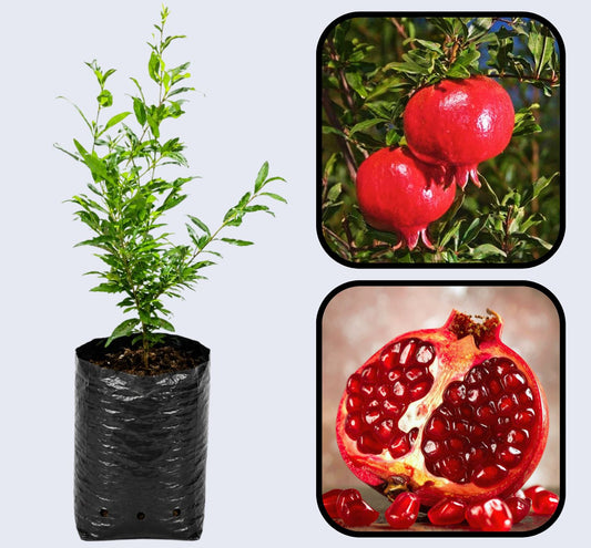 Rabab Neyriz Pomegranate Grafted Fruit Plant – High Yielding Sweet Juicy Anar Tree Variety