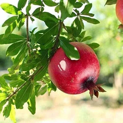 Rabab Neyriz Pomegranate Grafted Fruit Plant – High Yielding Sweet Juicy Anar Tree Variety