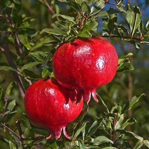 Rabab Neyriz Pomegranate Grafted Fruit Plant – High Yielding Sweet Juicy Anar Tree Variety