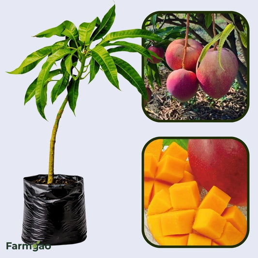 Rad Mango Aam Grafted Healthy Fruit Plant