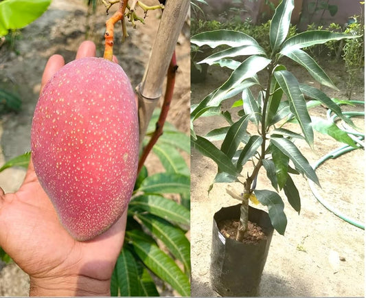Rad Mango Aam Grafted Healthy Fruit Plant