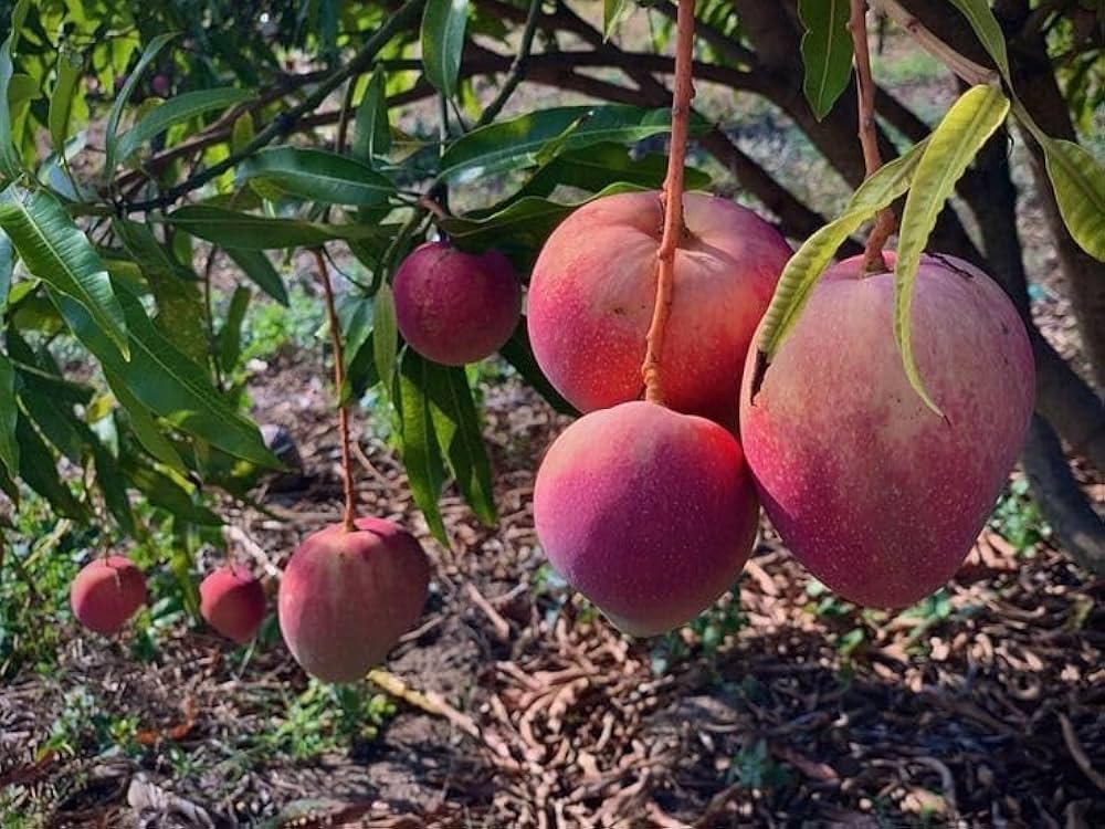 Rad Mango Aam Grafted Healthy Fruit Plant