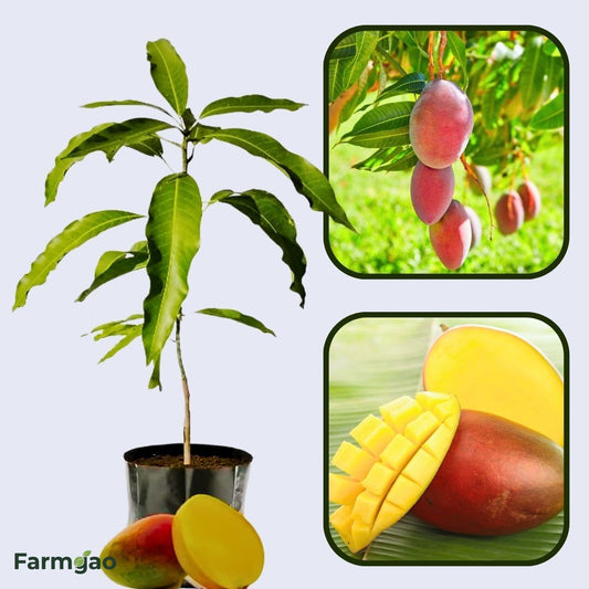 Rajapuri Mango Aam Grafted Healthy Fruit Plant