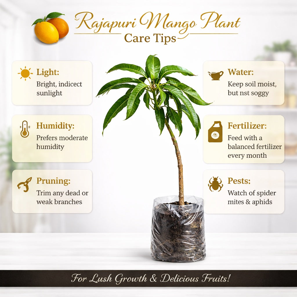 Rajapuri Mango Aam Grafted Healthy Fruit Plant