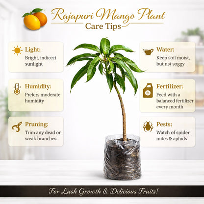 Rajapuri Mango Aam Grafted Healthy Fruit Plant