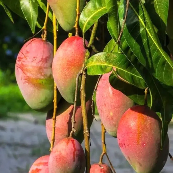 Rajapuri Mango Aam Grafted Healthy Fruit Plant