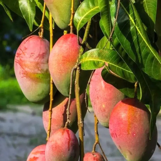Rajapuri Mango Aam Grafted Healthy Fruit Plant