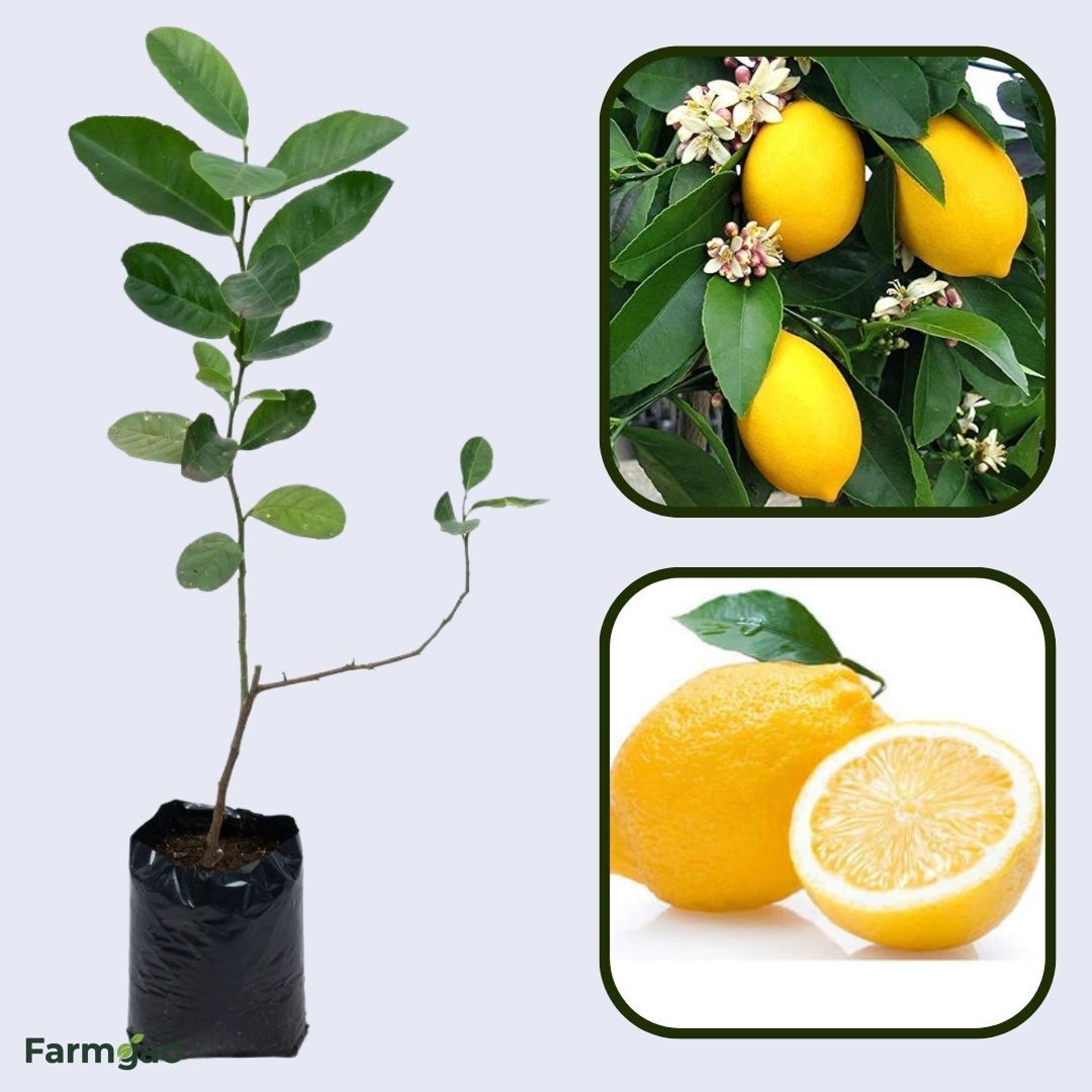 Rajasthan Galgal Lemon Plant Live Nimbu Tree Kagzi Lemon Citrus Limon Fruit Plant