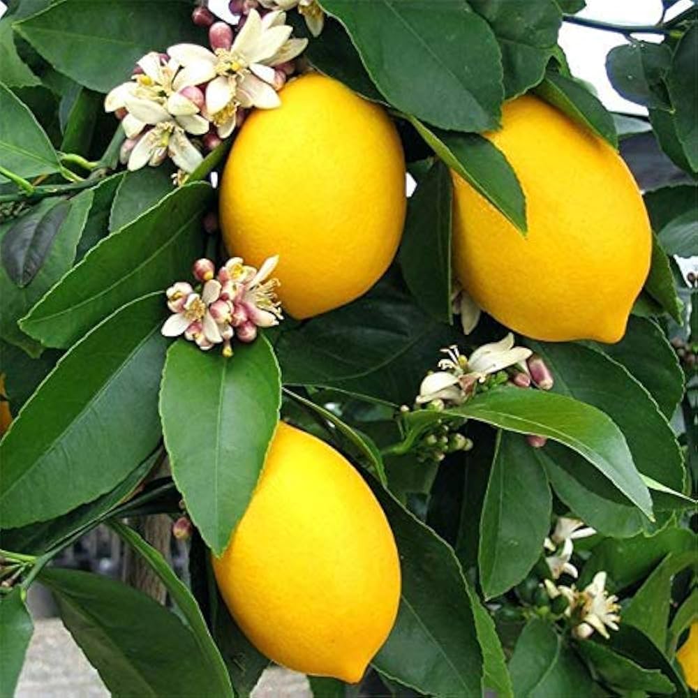 Rajasthan Galgal Lemon Plant Live Nimbu Tree Kagzi Lemon Citrus Limon Fruit Plant