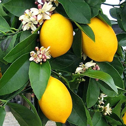 Rajasthan Galgal Lemon Plant Live Nimbu Tree Kagzi Lemon Citrus Limon Fruit Plant