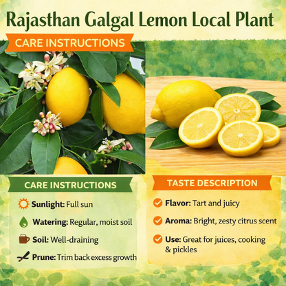 Rajasthan Galgal Lemon Plant Live Nimbu Tree Kagzi Lemon Citrus Limon Fruit Plant