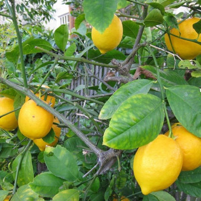 Rajasthan Galgal Lemon Plant Live Nimbu Tree Kagzi Lemon Citrus Limon Fruit Plant