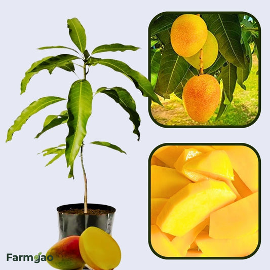 Rani Pasand Mango Aam Grafted Healthy Fruit Plant