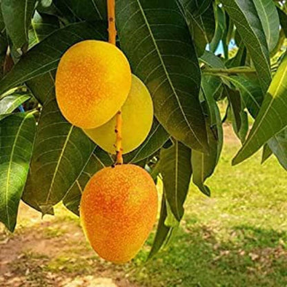 Rani Pasand Mango Aam Grafted Healthy Fruit Plant