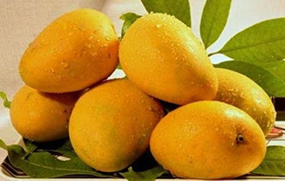 Rani Pasand Mango Aam Grafted Healthy Fruit Plant
