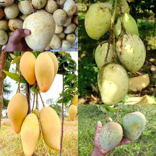 Rani Pasand Mango Aam Grafted Healthy Fruit Plant