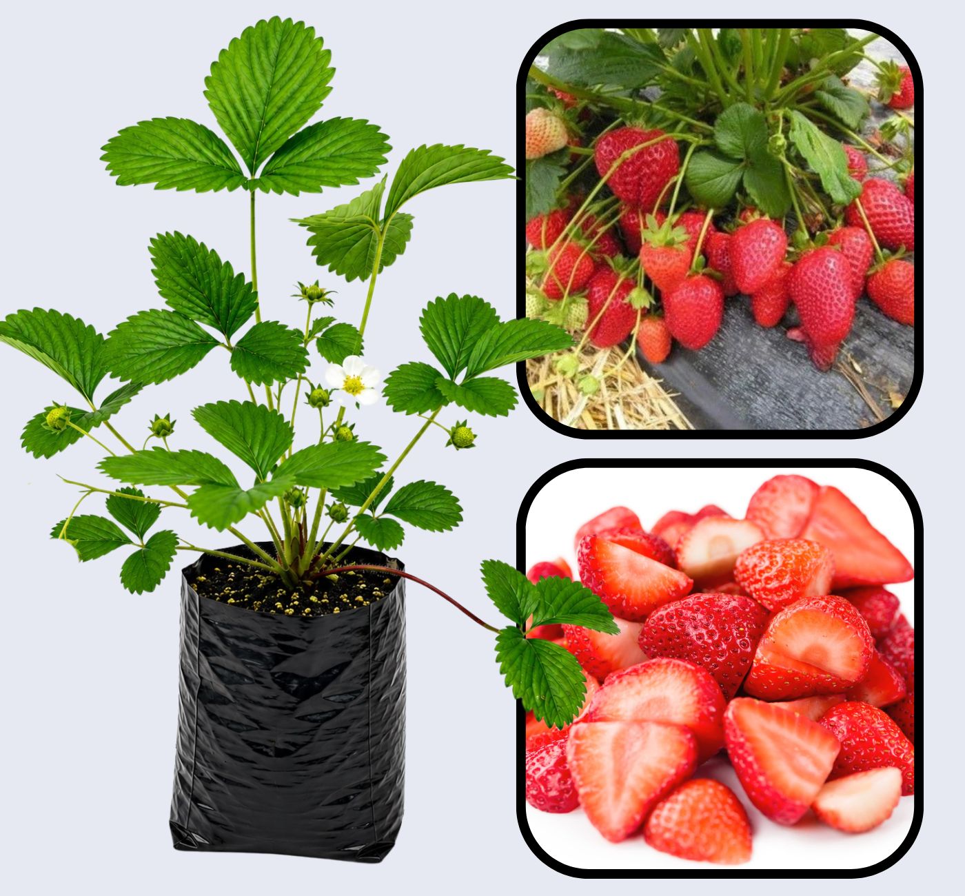 Rania Strawberry Healthy Sweet Home Garden Kitchen Garden Terrace Balcony Fruit Plant