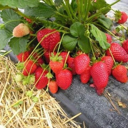 Rania Strawberry Healthy Sweet Home Garden Kitchen Garden Terrace Balcony Fruit Plant