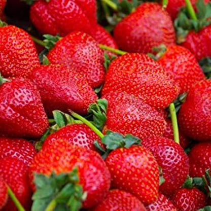Rania Strawberry Healthy Sweet Home Garden Kitchen Garden Terrace Balcony Fruit Plant