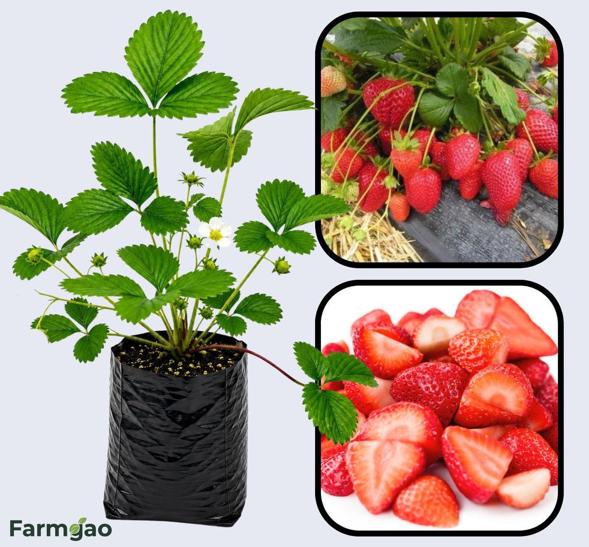 Rania Strawberry Healthy Sweet Home Garden Kitchen Garden Terrace Balcony Fruit Plant