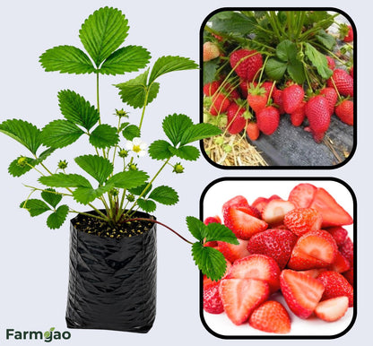 Rania Strawberry Healthy Sweet Home Garden Kitchen Garden Terrace Balcony Fruit Plant