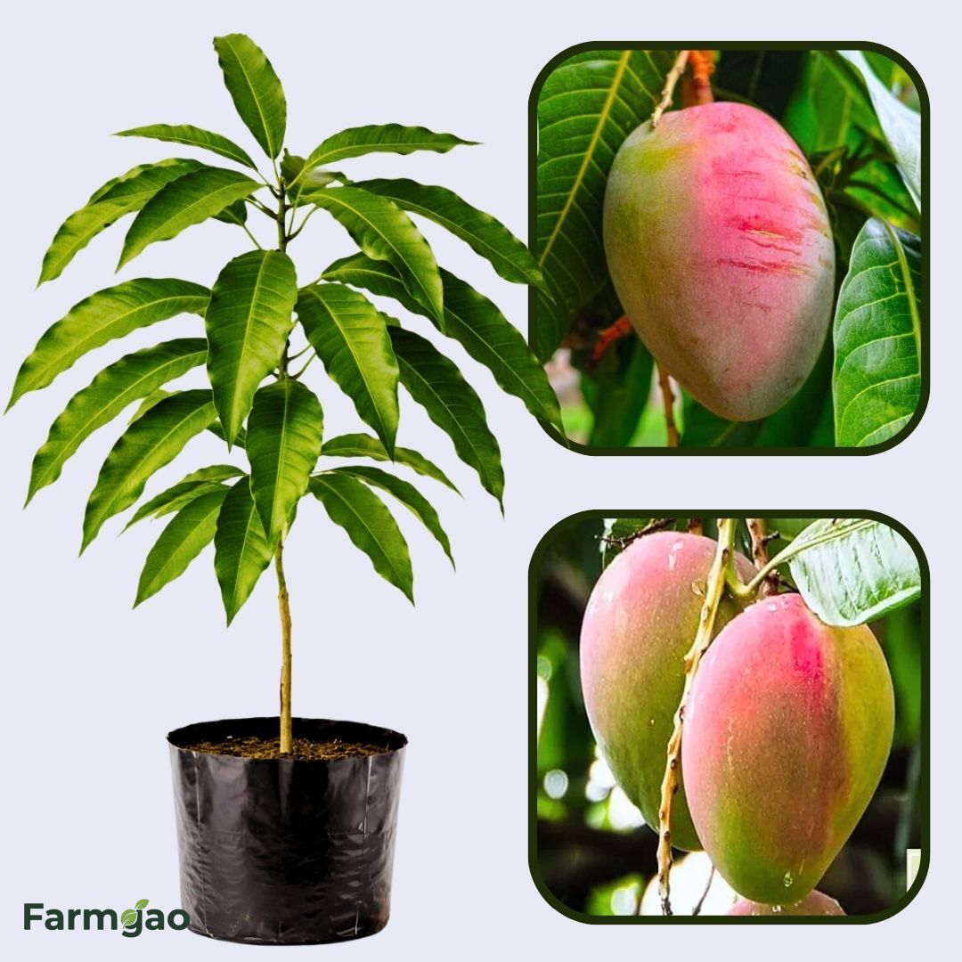 Rapoza Mango Aam Grafted Healthy Fruit Plant
