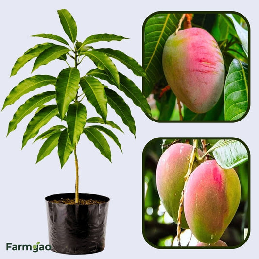 Rapoza Mango Aam Grafted Healthy Fruit Plant
