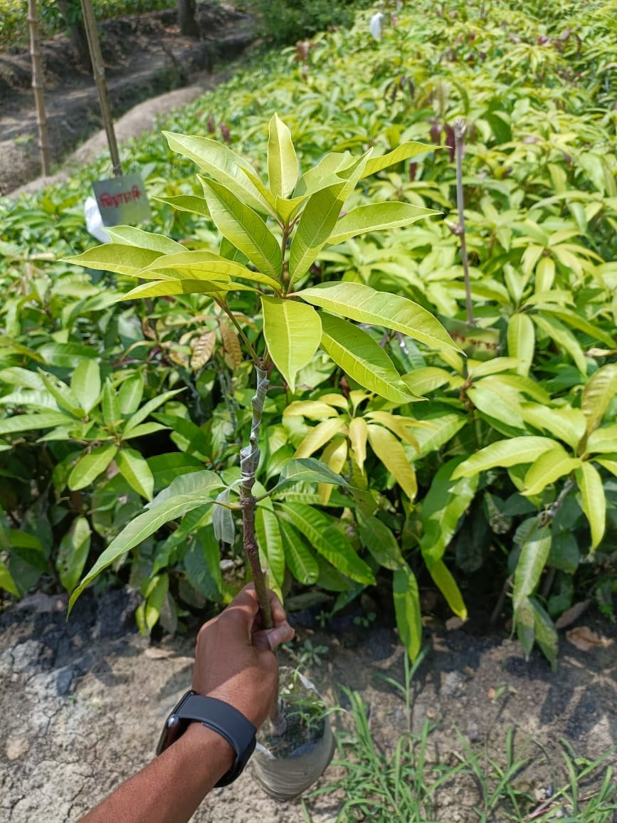 Rapoza Mango Aam Grafted Healthy Fruit Plant
