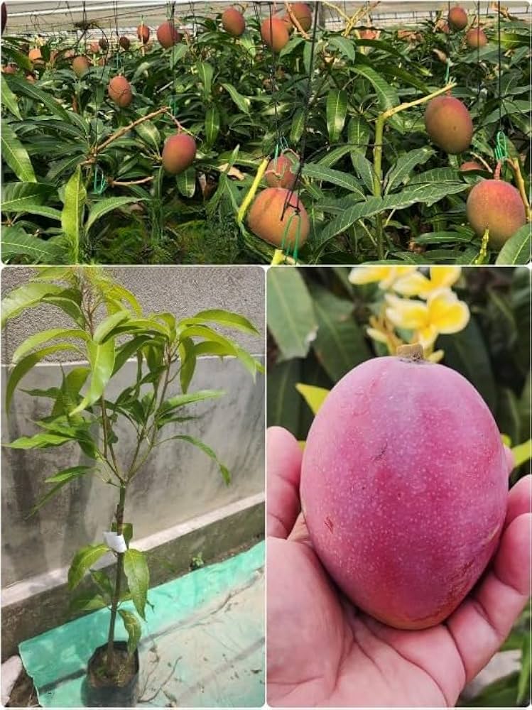 Rapoza Mango Aam Grafted Healthy Fruit Plant
