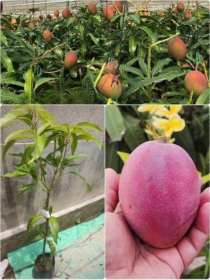 Rapoza Mango Aam Grafted Healthy Fruit Plant