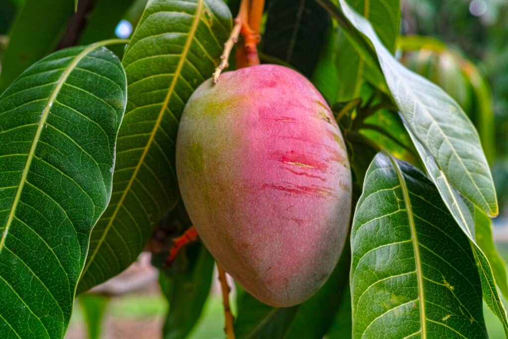Rapoza Mango Aam Grafted Healthy Fruit Plant