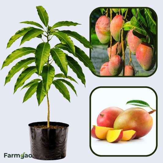 Raspuri Mango Aam Grafted Healthy Fruit Plant