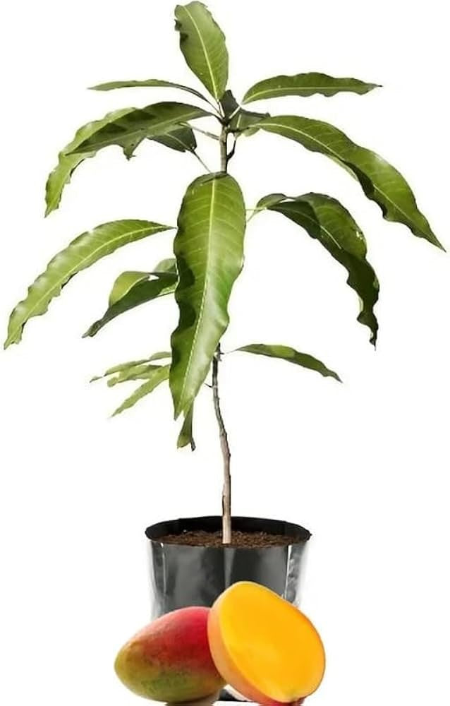 Raspuri Mango Aam Grafted Healthy Fruit Plant