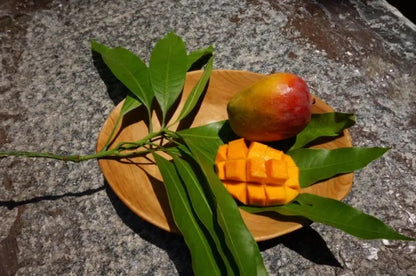 Raspuri Mango Aam Grafted Healthy Fruit Plant