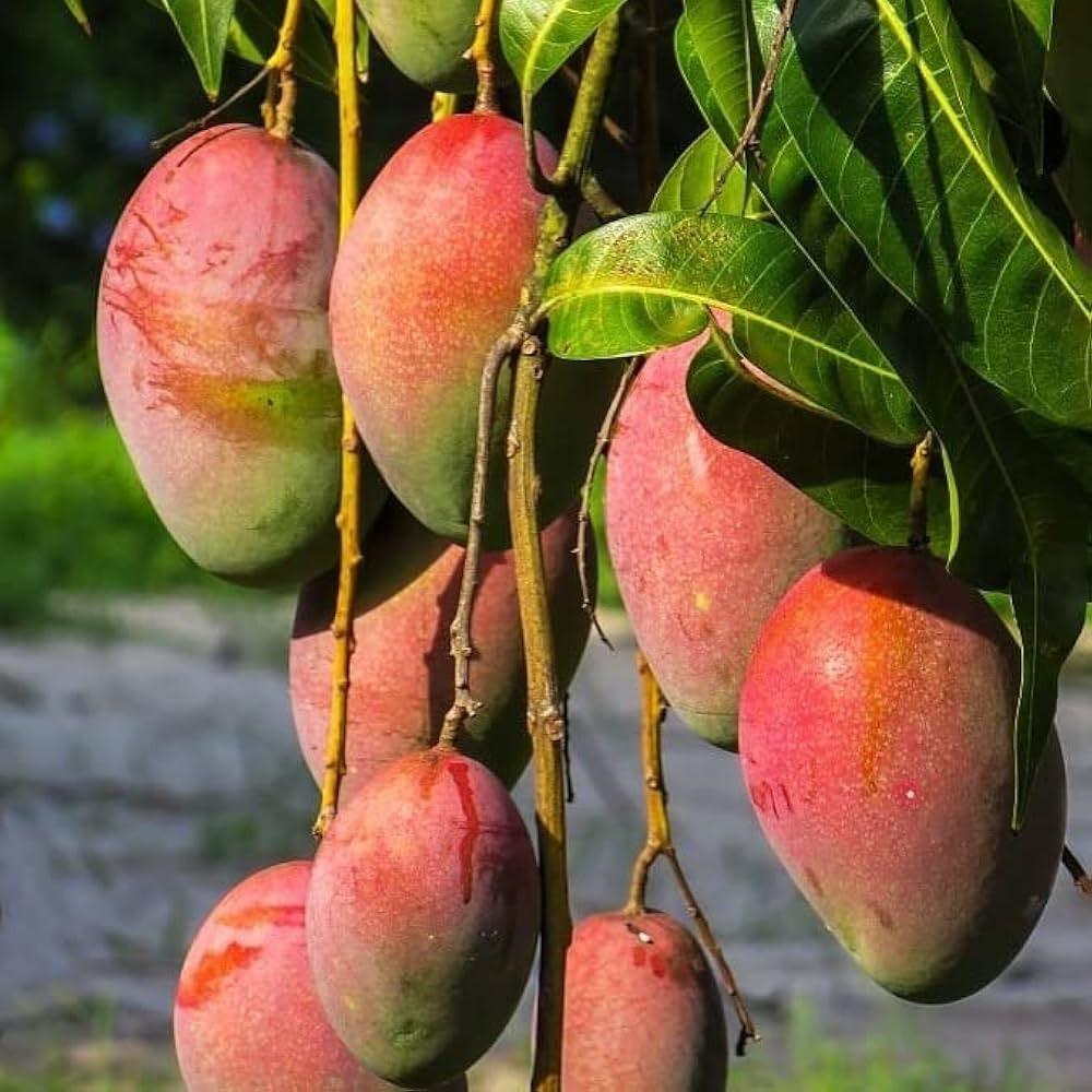 Raspuri Mango Aam Grafted Healthy Fruit Plant