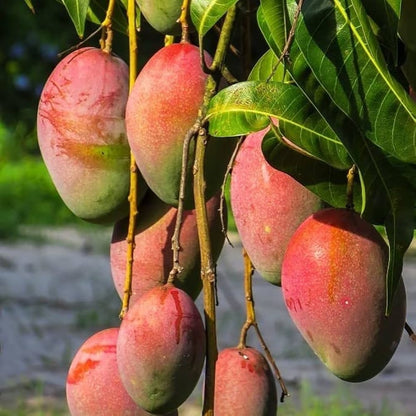Raspuri Mango Aam Grafted Healthy Fruit Plant