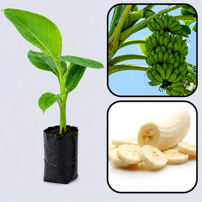 Rasthali Banana Healthy Sweet Tissue Cultured Fruit Plant