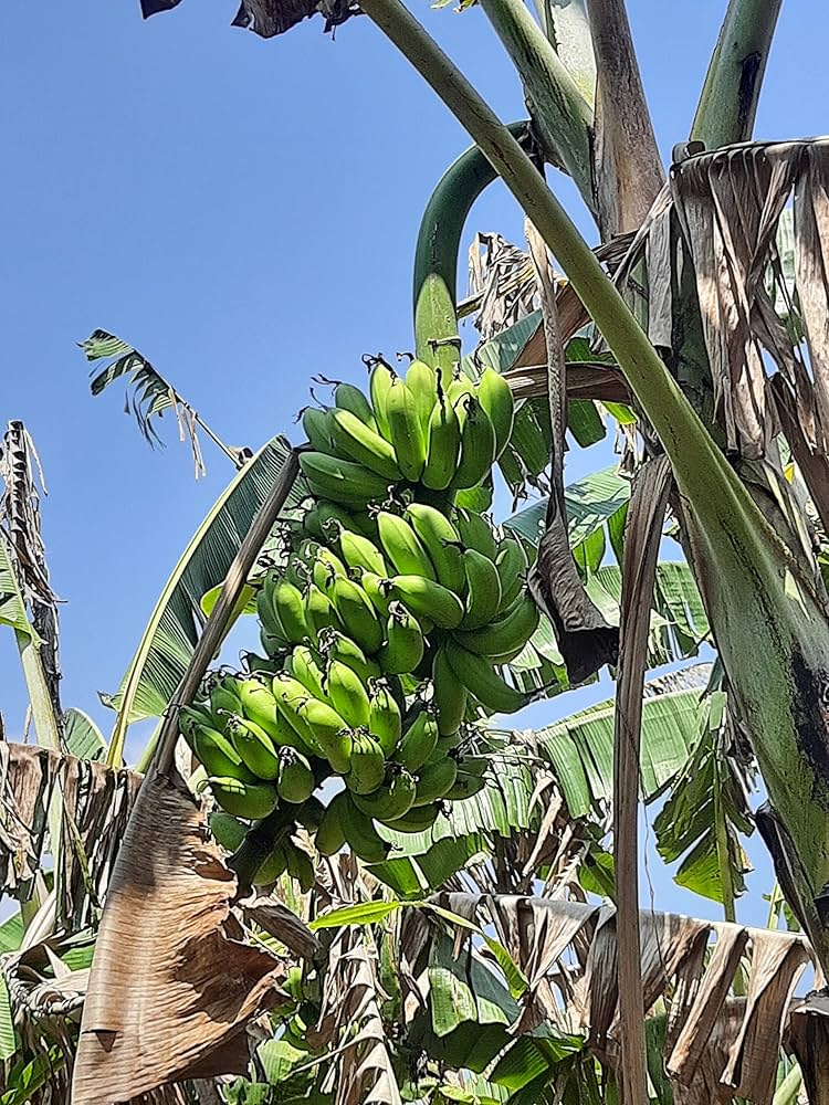 Rasthali Banana Healthy Sweet Tissue Cultured Fruit Plant