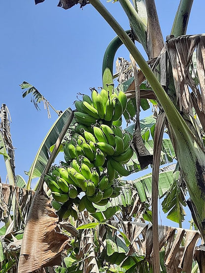 Rasthali Banana Healthy Sweet Tissue Cultured Fruit Plant