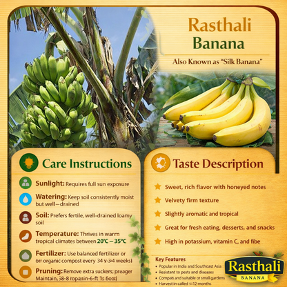 Rasthali Banana Healthy Sweet Tissue Cultured Fruit Plant