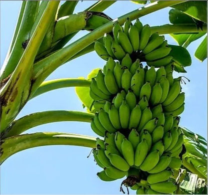 Rasthali Banana Healthy Sweet Tissue Cultured Fruit Plant