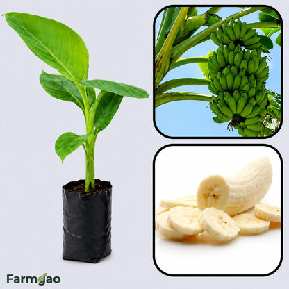 Rasthali Banana Healthy Sweet Tissue Cultured Fruit Plant