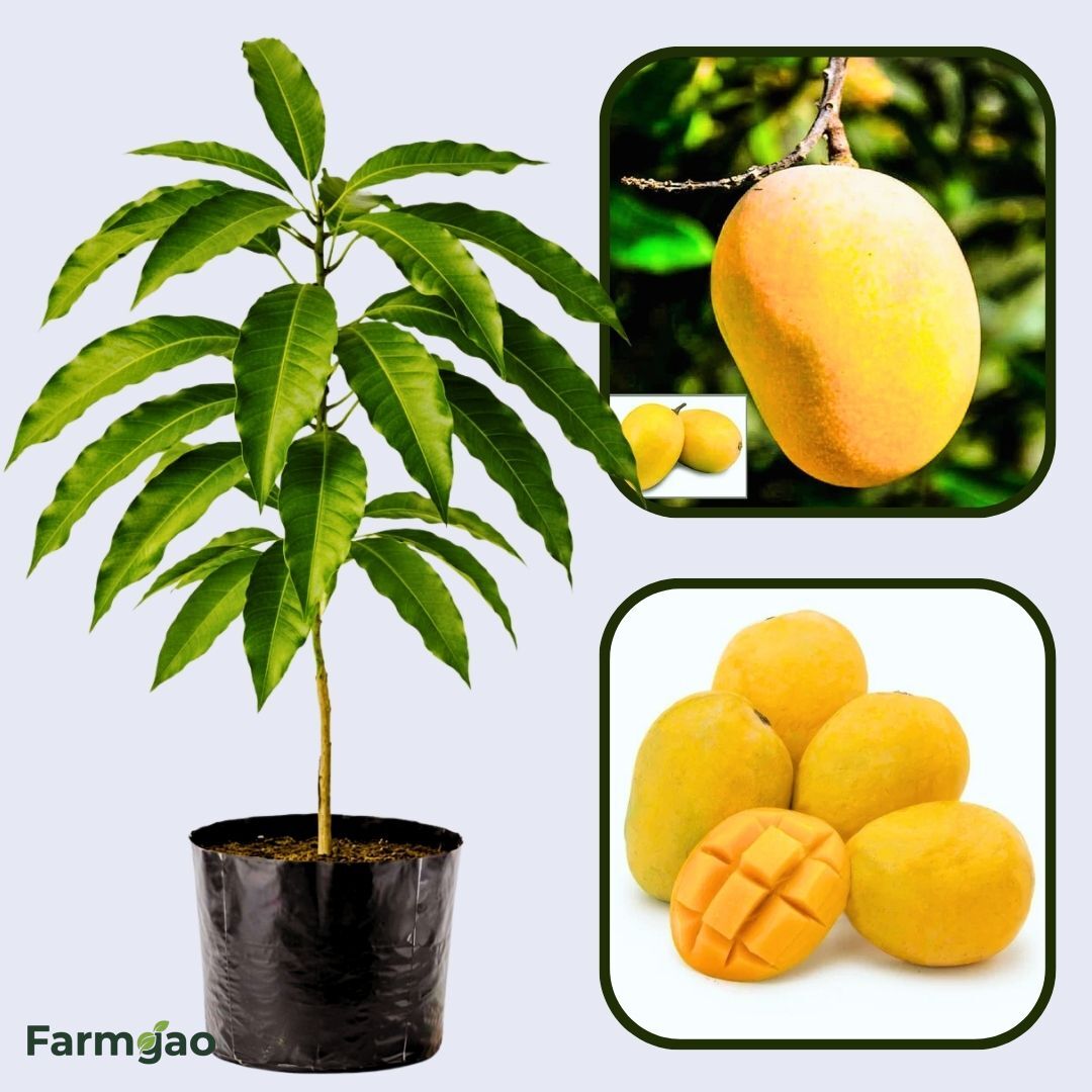 Rataul Mango Aam Grafted Healthy Fruit Plant