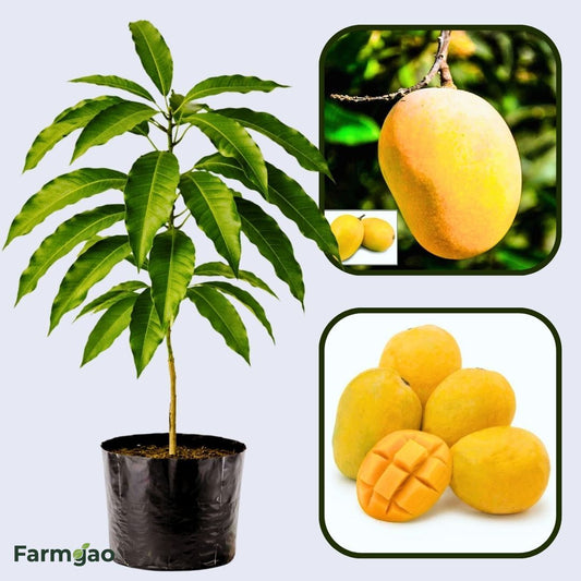 Rataul Mango Aam Grafted Healthy Fruit Plant